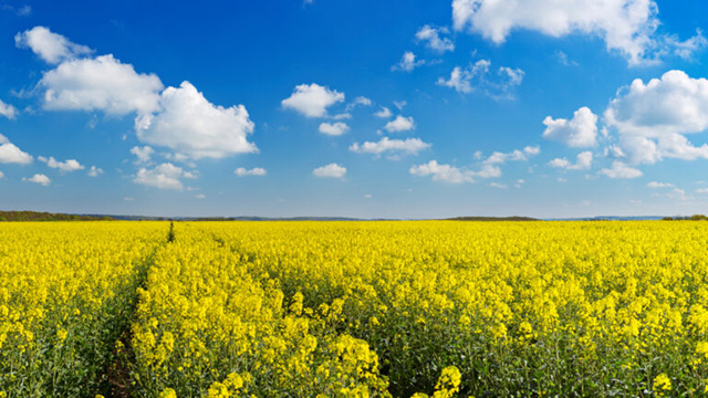 Rapeseed