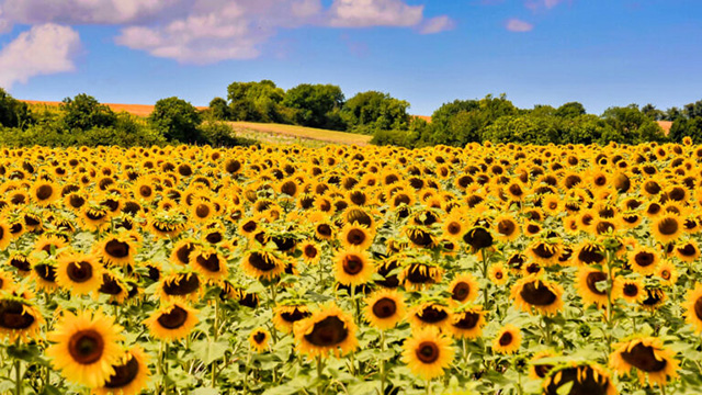 Sunflower